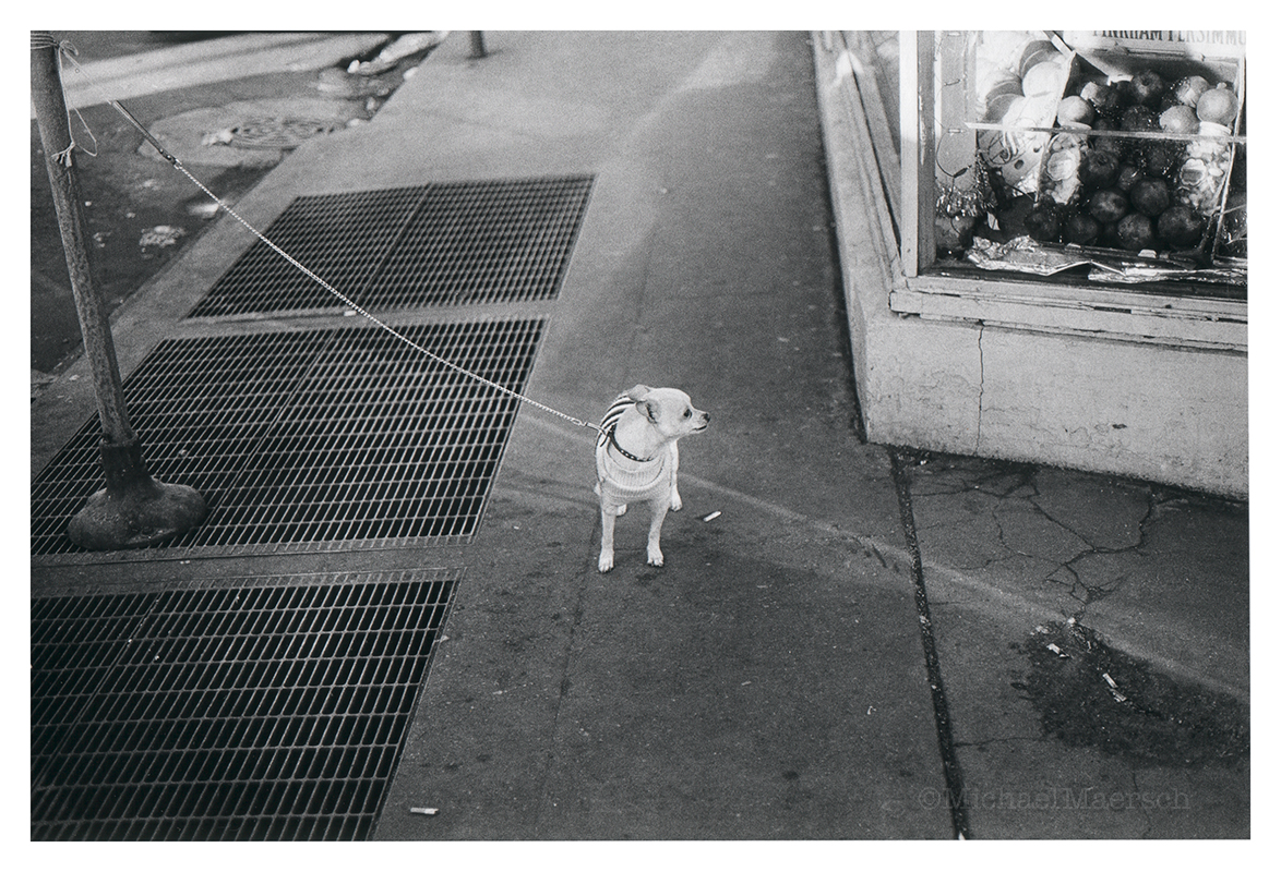 a photograph called Pampered by Michael Maersch