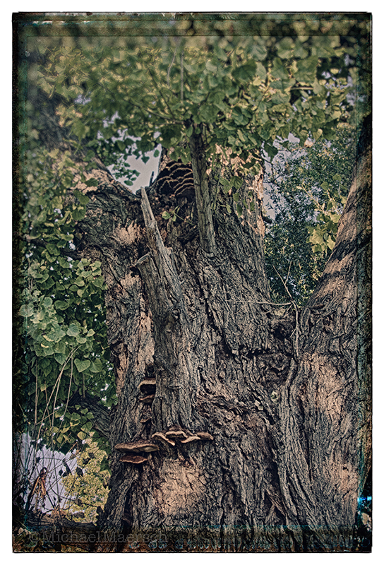 a photograph called Photographing Faeries, #2 by Michael Maersch